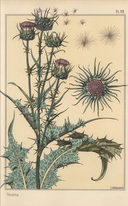 Distel botanische Studie