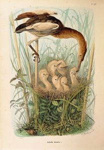 Illustration aus Eugenio Bettonis "Naturgeschichte der Vögel, die in der Lombardei nisten" darstellend Zwergdommel Ixobrychus minutus, von Oscar Dressler