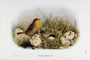 Darstellung des Rotkehlchens (Rubecula familiaris)