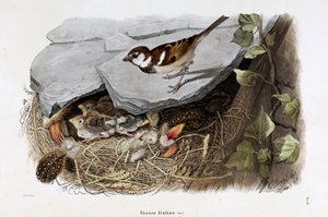 Darstellung des Cisalpinen Spatzes (Passer domesticus italiae oder Italienischer Spatz)