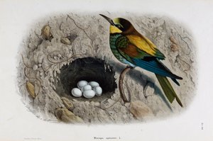 Darstellung des Europäischen Bienenfressers oder Merops apiaster (Chromolithographie)