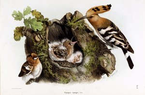 Darstellung des Wiedehopfs (Upupa epops)