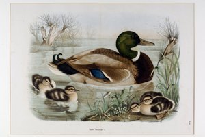 Darstellung der Stockente (Anas platyrhynchos), oder Stockente (Wildente) (Chromolithographie) von Eugenio and Dressler Oscar  Bettoni