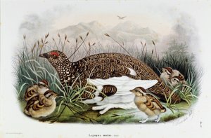 Darstellung des Rebhuhns (Lagopus mutus) von Eugenio and Dressler Oscar  Bettoni