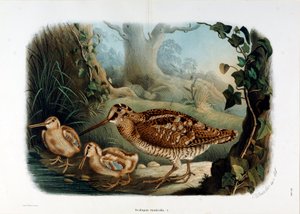 Darstellung der Waldschnepfe (Scolopax rusticola) (Chromolithographie)