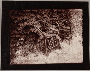 Hopfen