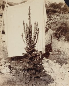 Blühender Königskerze von Eugène Atget