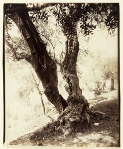 Olivier, Nizza, ca. 1900 von Eugène Atget