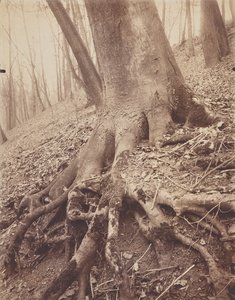 Bäume und Wurzeln