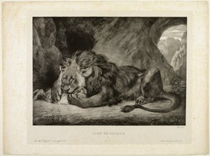 Löwe des Atlasgebirges