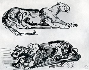 Studien von Panthern, 1913