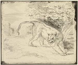 Tiger bereit zum Sprung