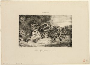 Junger Tiger spielt mit seiner Mutter