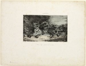 Junger Tiger spielt mit seiner Mutter
