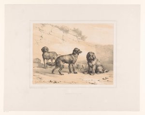 Drei Hunde von Eugène Verboeckhoven