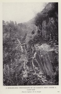 Bemerkenswertes Foto eines Adlernestes unter einer Klippe von European Photographer