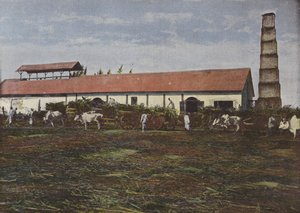 Zuckerrohrernte von European Photographer