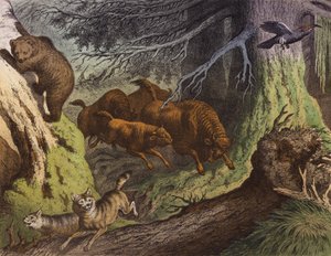 Ein russischer Wald, zeigt den Bären, den russischen Bison und den Wolf