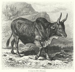 Ein Sanga-Ochse, Bos africanus von European School