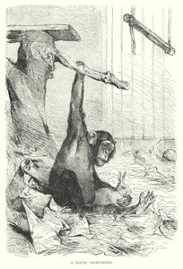 Ein junger Schimpanse von European School