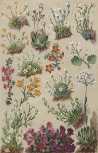 Alpine Flora von European School