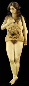 Anatomisches Modell einer Eileiterschwangerschaft von European School