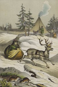 Tiere und Pflanzen Lapplands von European School