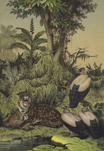Tiere und Pflanzen von Neugranada, Südamerika von European School