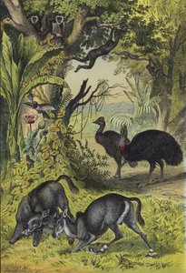 Tiere und Pflanzen Südasiens von European School