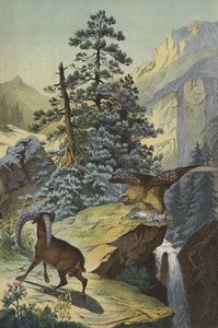 Tiere und Pflanzen der Alpen von European School