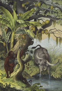 Tiere und Pflanzen der Inseln Südasiens von European School