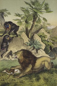 Tiere und Pflanzen der Bergwälder der Küste Westafrikas von European School