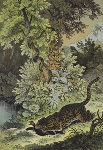 Tiere von Guiana von European School