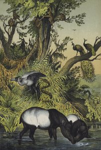 Tiere von Malakka und Sumatra von European School