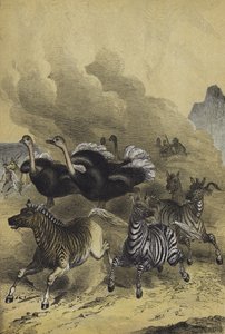 Tiere des südlichen Afrikas