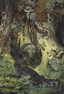 Tiere des Amazonas-Dschungels in Brasilien von European School
