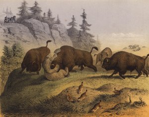 Tiere der amerikanischen Prärien von European School