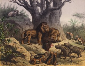 Tiere am Kap der Guten Hoffnung von European School