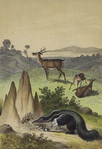 Tiere der südamerikanischen Pampas von European School