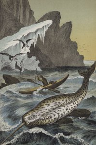 Tiere der Region des Nordpols von European School