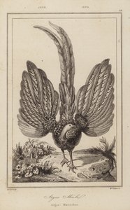 Argus Malel, Argus Männchen von European School