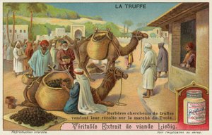 Berber inspizieren die Trüffel auf dem Markt in Tunis von European School