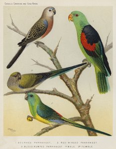 Bourkesittich, Rotflügelsittich, Blutrumpfsittich, Männchen, Weibchen von European School