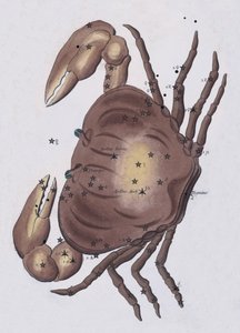 Krebs
