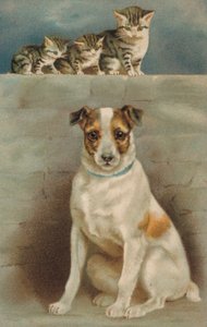 Katzen beobachten einen Hund von European School