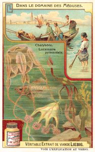 Charybdis und Pyramidal Lucernia