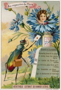 Kornblume und Käfer von European School