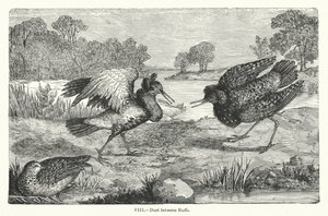 Duell zwischen Kampfläufern (Gravur) von European School