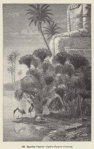 Ägyptischer Papyrus, Cyperus Papyrus, Linnaeus von European School