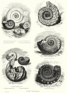 Fossilien von Ammoniten und Nautilus von European School